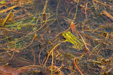 Beautiful green frog in the water, picture taken in the Netherlands nearby Staphorst