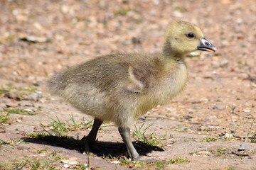 Graugans Küken