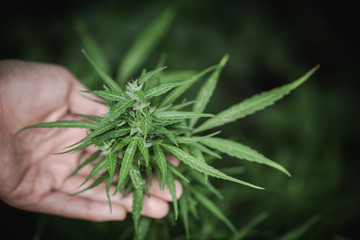 Cannabis research, Cultivation of marijuana (Cannabis sativa), flowering cannabis plant as a legal medicinal drug, herb, ready to harvest