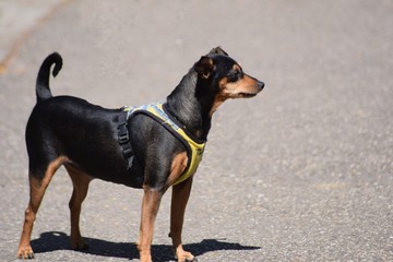 Hund