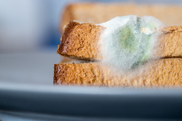 Rotten food: Moldy toast slices on a plate.