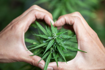 Woman's hand holding a young growing cannabis marijuana leaf inside a green house. Marijuana care...