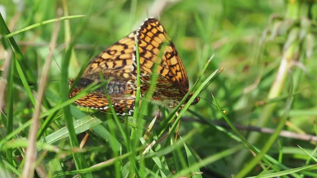 Glanville Fritillary (Melitaea cinxia ) butterflies mating. Hutchinson's Bank, Surrey