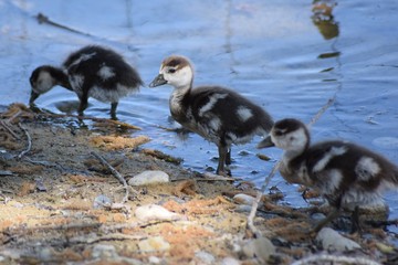 Nilgans Küken
