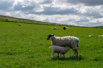 Obraz premium Little lamb with mom in the grass, English country.