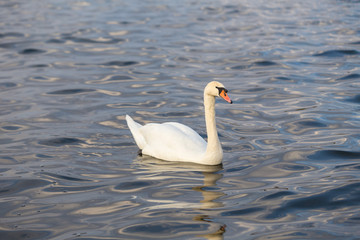 Close-up portrait of a white Swan on the water.