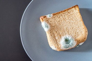 Rotten food: Moldy toast slices on a plate.