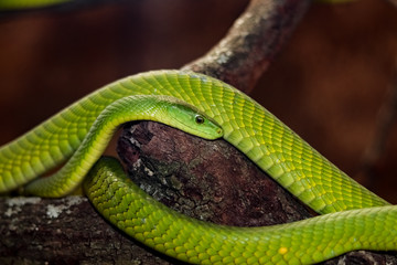 Green Mamba in Snake's World near Harare, Zimbabwe