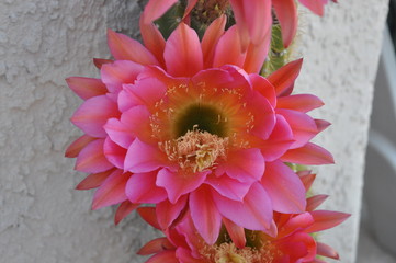 Cactus Flower Close Up