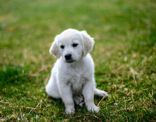 cute puppy in grass