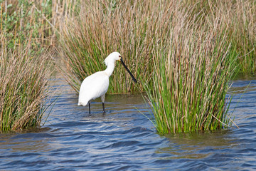 Eurasian Spoonbill in the Weerribben the Netherlands.
