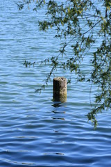 Holzstamm im See