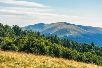 carpathian sub alpine meadows in august. beautiful mountain landscape. primeval beech forest on the edge of a hill. sunny weather with cloud formations on the blue sky. apetska ridge in the distance