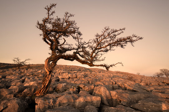 sunset twistleton sacr