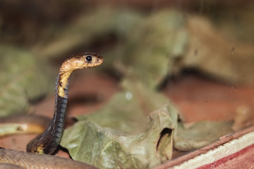 A baby Egyptian Cobra 