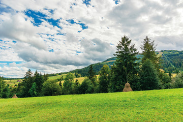 rural area in carpathian mountains. cloudy september weather. row of threes behid the green grassy meadow with haystacks. wonderful countryside scenery