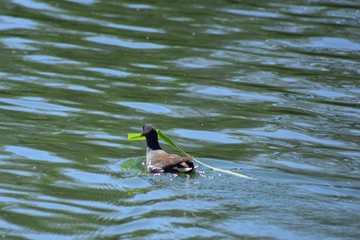 Teichralle mit Blatt