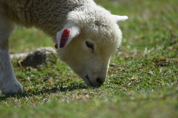 Obraz premium 子羊