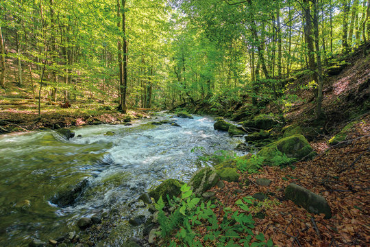 wild rapid river in the ancient beech forest. stones covered in moss on the shore of a powerful water flow. beautiful nature background. refreshing summer scenery
