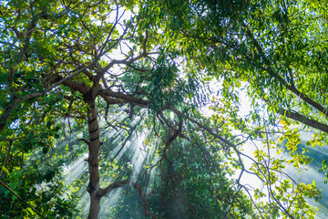 Fototapeta premium Beautiful sunlight rays shining through the trees