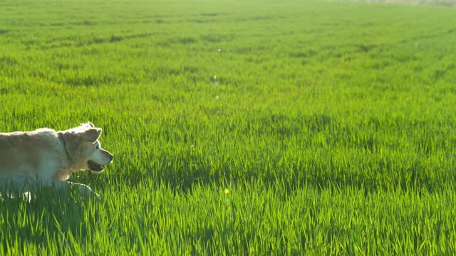Super slow motion of running dog in the garden. Filmed on high speed cinema camera, 1000 fps.