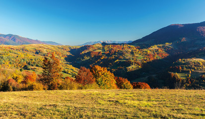 wonderful autumn afternoon in mountains. beautiful countryside landscape with trees in red foliage on rolling hills. rural area of carpathians. ridge in the distance. clear blue sky