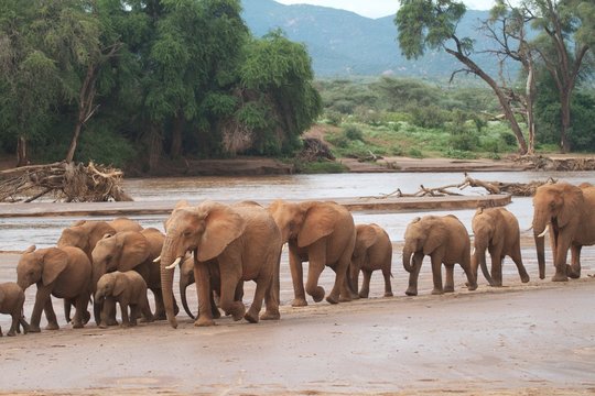 Elephants in Samburu Kenya
