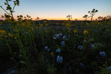 Landscape with flowers in prairie