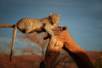 African Leopard, Panthera pardus illuminated by beautiful light, female, resting on a dead tree, staring directly at camera against dark sky. Animal action scene.  Wildlife photography in Namibia. - obrazy, fototapety, plakaty