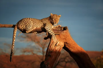 Fotobehang Luipaard African Leopard, Panthera pardus illuminated by beautiful light, female, resting on a dead tree, staring directly at camera against dark sky. Animal action scene.  Wildlife photography in Namibia.  © Martin Mecnarowski