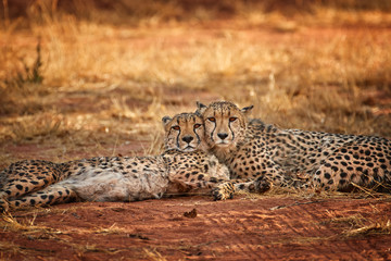 Fototapeta na wymiar Two cheetahs, Acinonyx jubatus, couple lying on the ground with heads touching together and staring at the photographer. Ground level photography. Typical Etosha dry environment. Wildlife in Namibia.