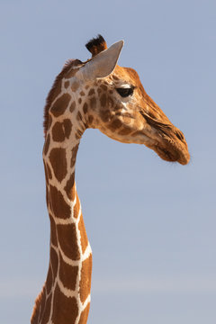 Giraffe Samburu