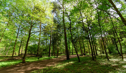 Panorama of a beautiful and peaceful outdoor morning scene with beautiful spring  forest trees in a wild wood nature and bright sun shining through the trees. Germany in Europe.