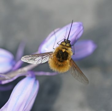 Grosser Wollschweber (Bombylius mayor)