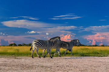 Fototapeta na wymiar Low angle view on Burchell's zebra, Equus quagga, formerly Equus burchellii, standing in the lush savanna against storm clouds. African wildlife scene in vivid colors. Nxai Pan, Botswana, Africa.