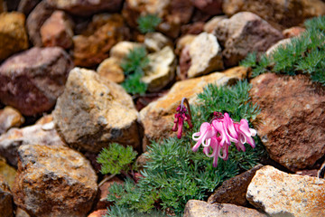 初夏 高山植物 小岩