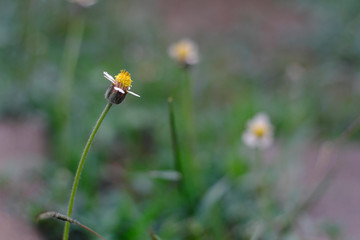 Closeup, grass, make the background blur, nature, vintage style
