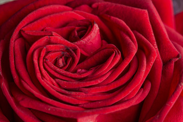Red rose flower macro still with smooth petals on an abstract shape