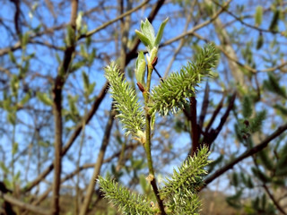 Spring branch with buds, close up