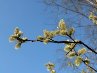 Willow branch with buds, bottom view
