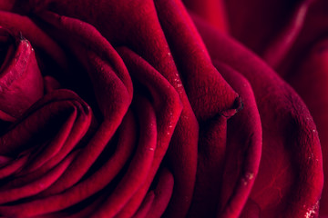 Red rose flower macro still with smooth petals on an abstract shape