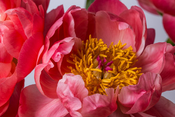 Pink peony flower in bloom bouquet close up on a grey background