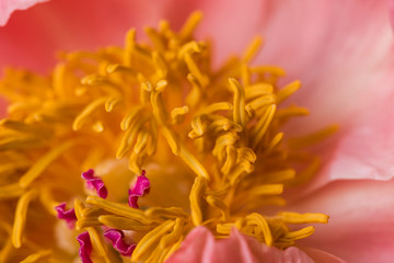 Fototapeta na wymiar Yellow pistils in bloom on a pink petal peony floral macro still