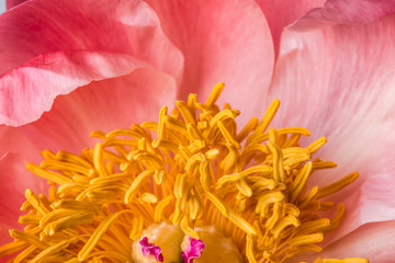 Yellow pistils in bloom on a pink petal peony floral macro still
