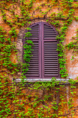 Fototapeta na wymiar Window with closed shutters in the vine-shrouded wall
