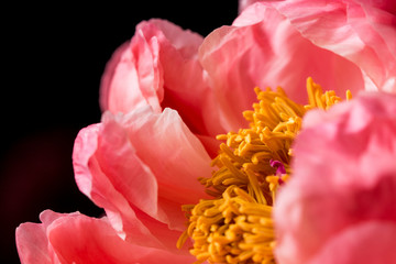 Pink peony flowers in bloom bouquet on a black background on a floral studio still