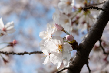 桜
