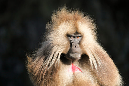Bleeding heart baboon ethiopia