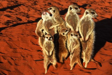 Erdmännchen Familie in der Kalahari in Namibia