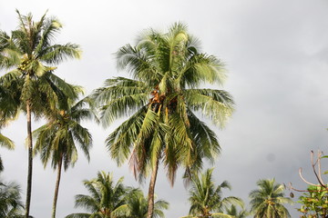 Fototapeta premium Tsunami